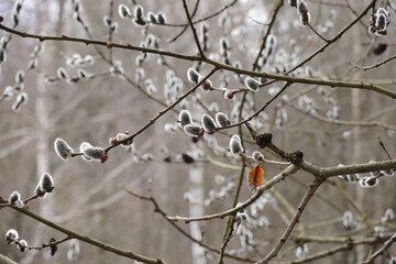 Blooming willow. Delicate inflorescences on bush branches in a damp forest in early spring. March, the end of winter, the beginning of the warm season. Illustration, background or wallpaper