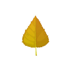 Autumn birch leaf vector icon, cartoon foliage, fallen tree leaf of yellow or brown color. Natural design element, botanical object isolated on white background, sign