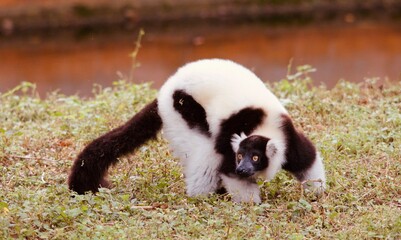 Portrait of a beautiful and exotic lemus © Christie Pictures