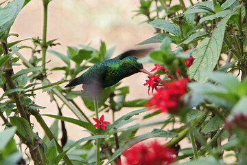 Brazilian birds