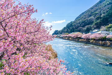 日本の春 伊豆河津町の桜並木