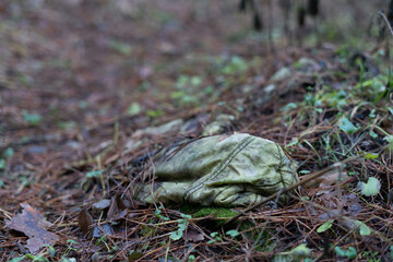 The fabric of clothes has been lying in the forest for a very long time and has turned green and covered with moss
