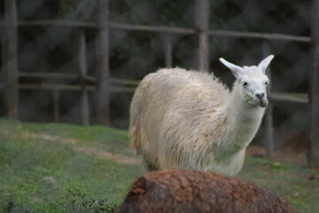 Obraz premium llama in the zoo