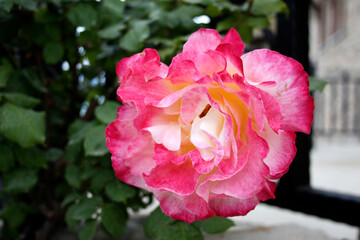 One beautiful rose flower on a large green bush.