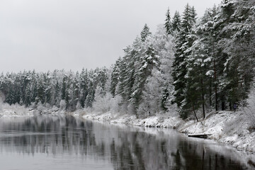Snow covered trees