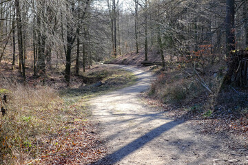 Gewundener Waldweg im Frühling