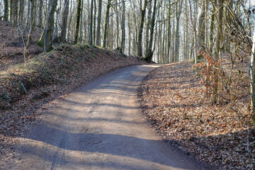 Ansteigender Waldweg im Frühling