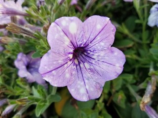 A light purple color of Petunia Crystal Sky flower at full bloom