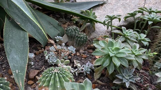 Green fresh succulents grow in natural environment, wild succulents background. High quality FullHD footage
