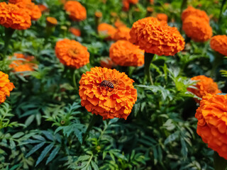 A small bee setting on a small marigold flower in the morning close-up macro shot.