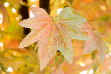 One maple leaf in autumn Blurred photo background This is the general area for your message or ad.