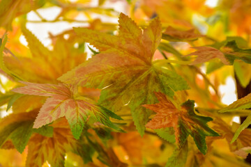 three maple leaf in autumn Blurred photo background This is the general area for your message or ad.