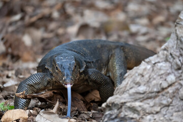 Water monitor crawling out from behind a tree