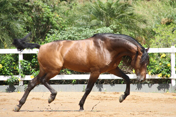 Obraz premium horses at liberty