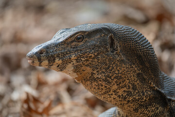 Closeup of a common water monitor