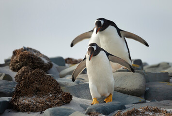 Gentoo penguins walking on stones on a coastal area