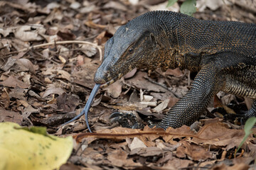 Water monitor using its forked tongue to smell