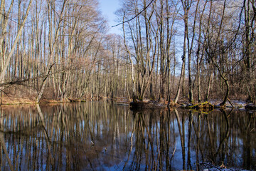 Obraz premium Przedwiośnie.