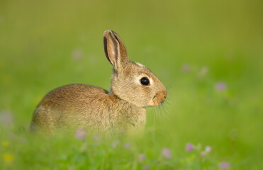 Portrait of a cute little rabbit sitting in meadow