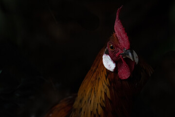red junglefowl rooster in the dark © Nathan