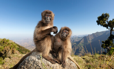 Close up of two Gelada monkeys sitting on a rock in Simien mountains