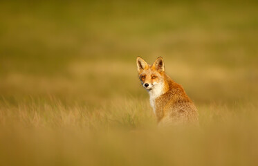Red fox sitting in grass at sunset
