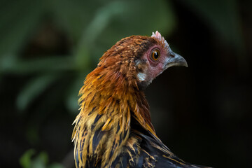 red junglefowl hen showing off its fiery plumage