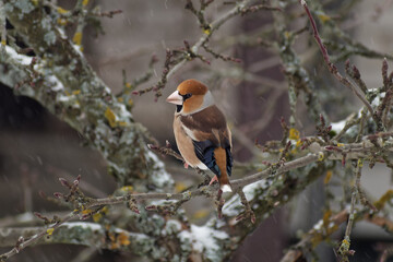 Hawfinch, Coccothraustes coccothraustes