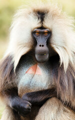 Close up of a male Gelada monkey