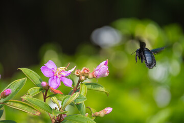 Carpenter bee hovering around purple flowers