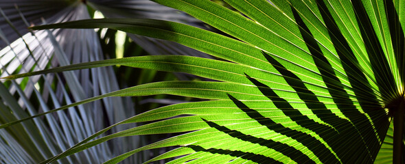 Sunlight and shadow on Cabbage Tree Palm leaves, Livistona australis, in temperate rainforest in...