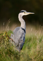 Close-up of a grey heron standing in grass