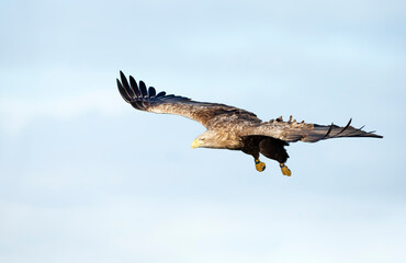 White-tailed sea Eagle in flight against blue sky