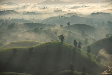 Sunrise in Tea hills in Long Coc highland, Phu Tho province in Vietnam