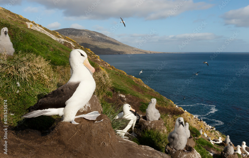 Wall mural black-browed albatross sitting on a mud pillar nest
