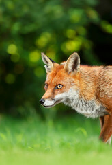 Red fox in grass against dark background
