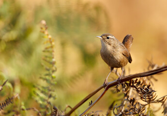 Close up of a wren perched on a fern in autumn