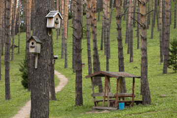 Beautiful pine forest with walking paths and bird houses