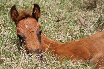 Foals and Mares Potros e Éguas