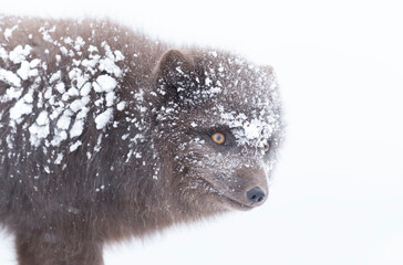 Arctic fox covered in snowflakes in winter