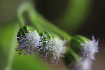 Fototapeta premium Grass flower