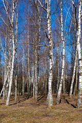 Obraz premium forest in autumn