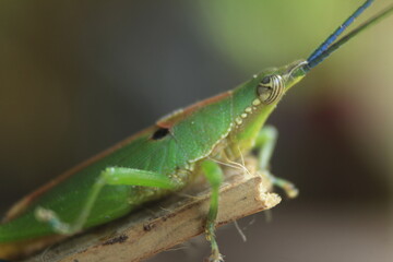 grasshopper on leaf