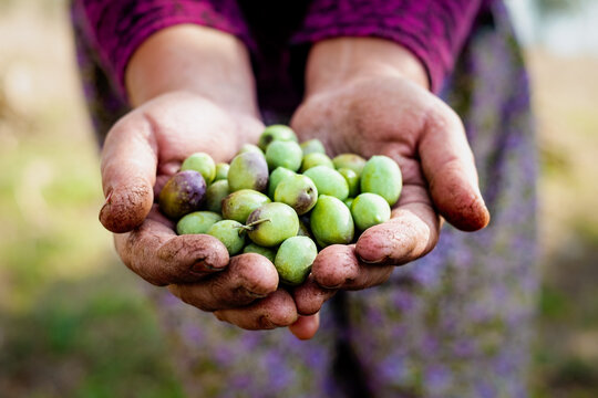 Newly picked olives