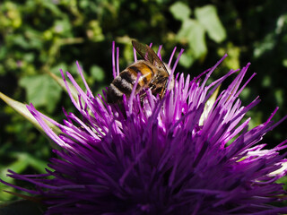 a bee collects nectar on a purple thistle flower