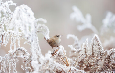 Close up of a wren perched on a frosted fern - obrazy, fototapety, plakaty