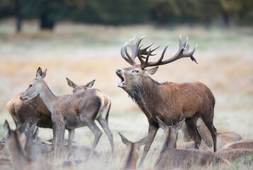 Red Deer stag calling surrounded by a group of hinds