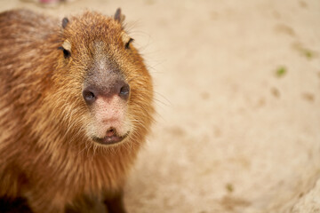 カピバラ