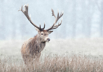 Red deer stag in first snow in winter