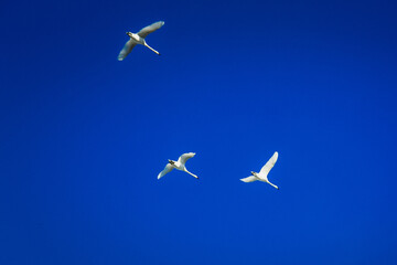 A flock of flying swans